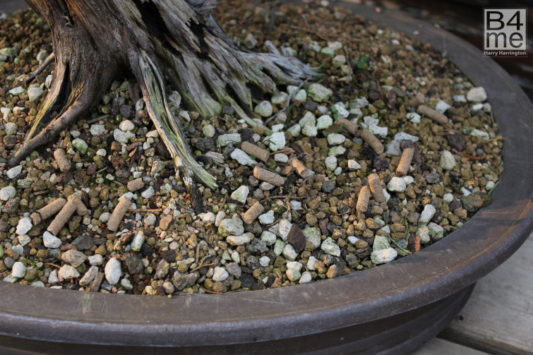 bonsai fertliser
